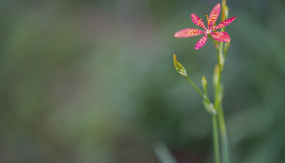 赤い小さな一輪の花