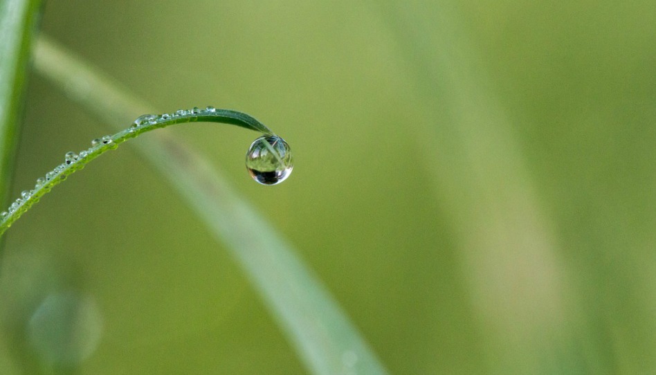 細長い葉の先から今にも落ちそうな雨の雫