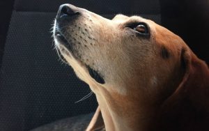 生き物と来世：犬も天国へ行くのでしょうか？