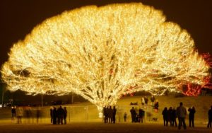 どこで、どのようにこのクリスマスの「命の木」が作られたか