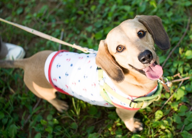 愛犬