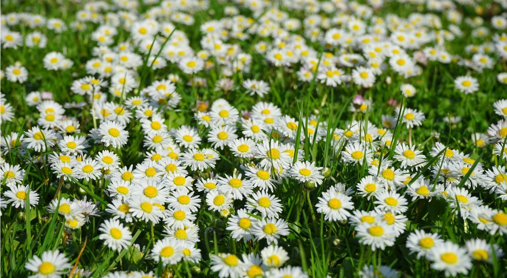 デイジーの花畑