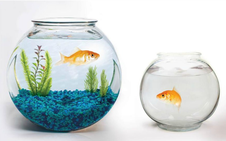 隣の金魚を見て心が傷つく