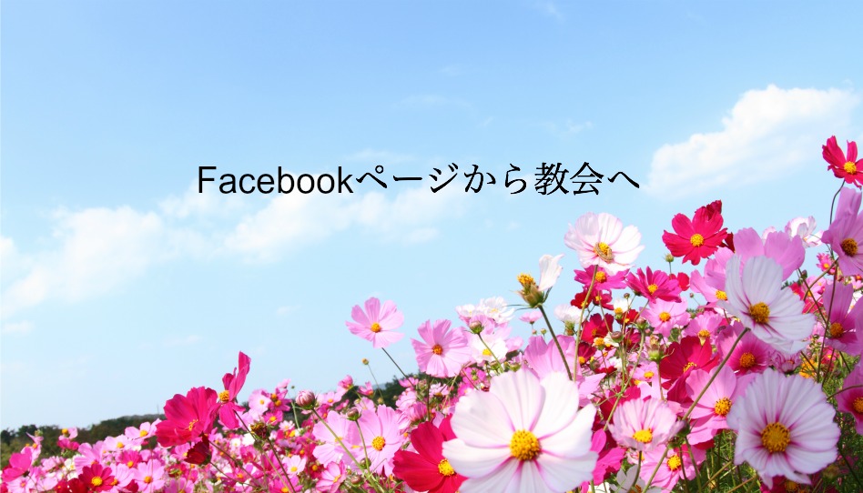 コスモスの花