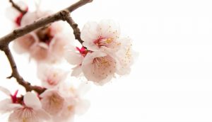 神はモルモン書が真実で偽造ではないことをどのように明らかにしてくださるでしょうか？