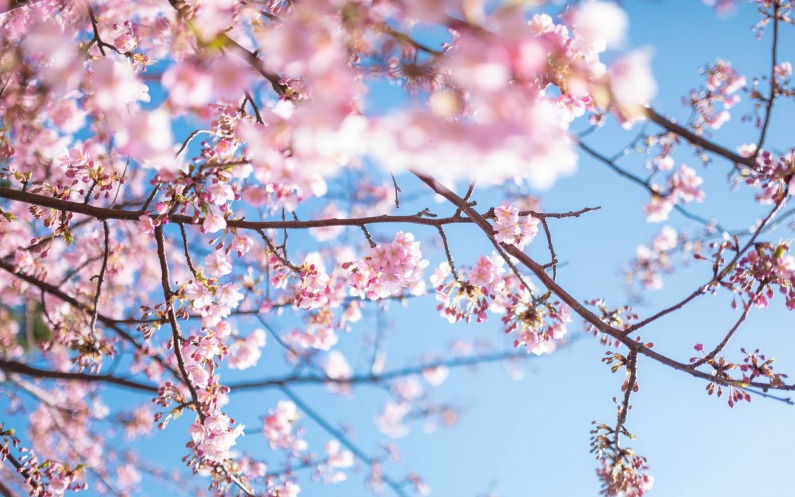 桜と空