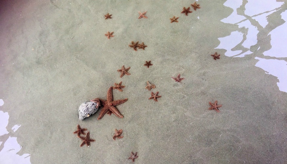 砂浜のヒトデ