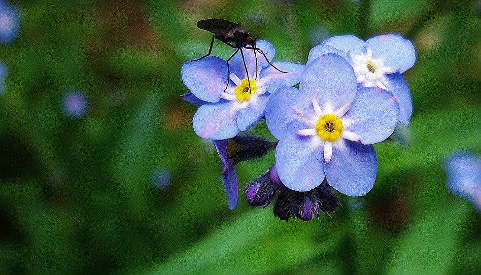 忘れな草にとまる虫