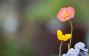 バラード長老と草むしりをした日の忘れられない教訓:一人一人との時間を大切にすること