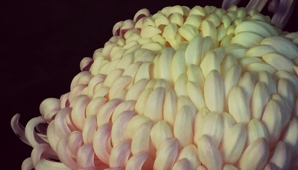 白の牡丹の花