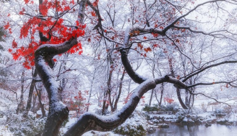雪景色に彩る紅葉