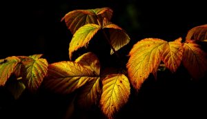 紅葉した枝